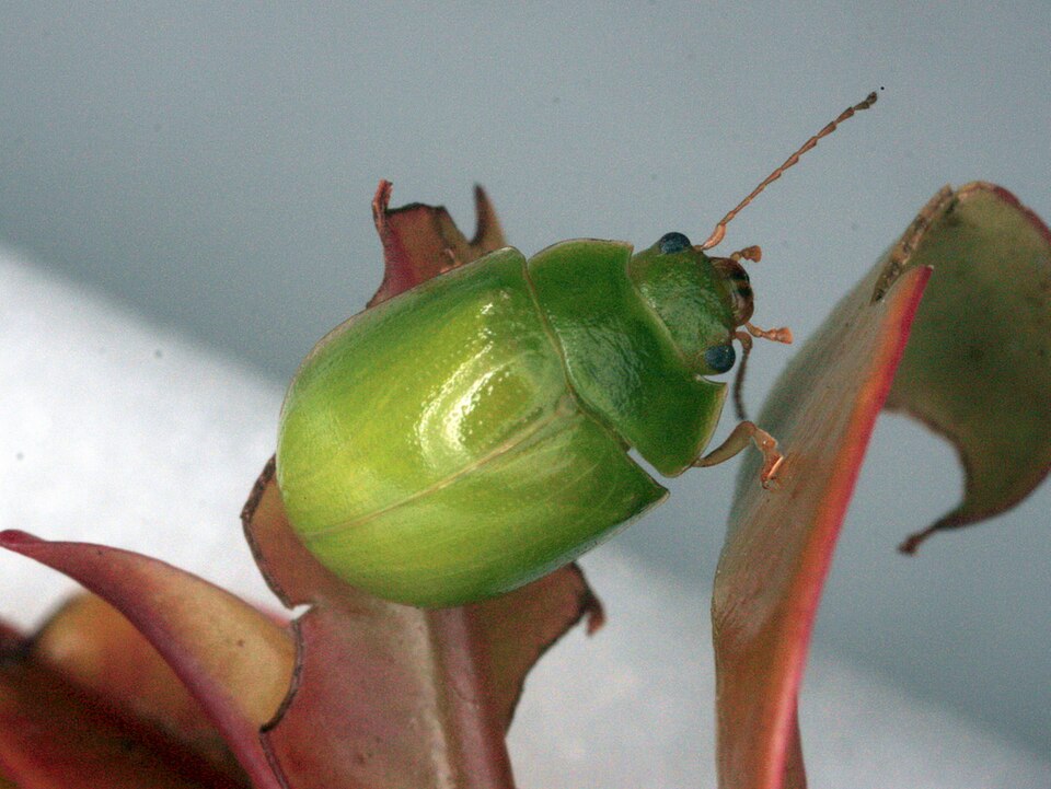Photo of Lilly pilly leaf beetle