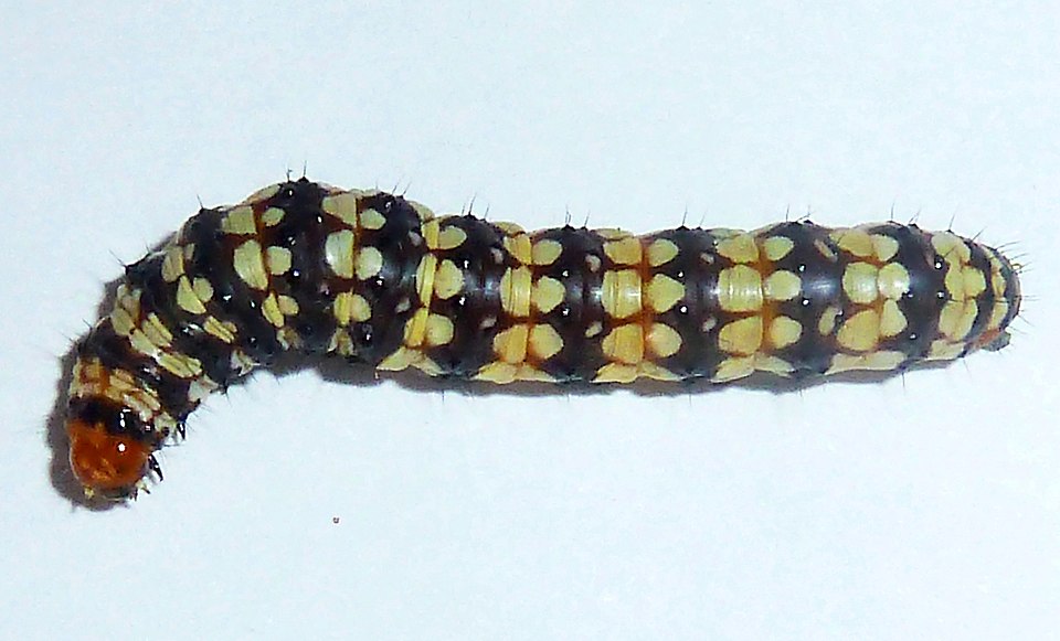 Photo of Lily borer