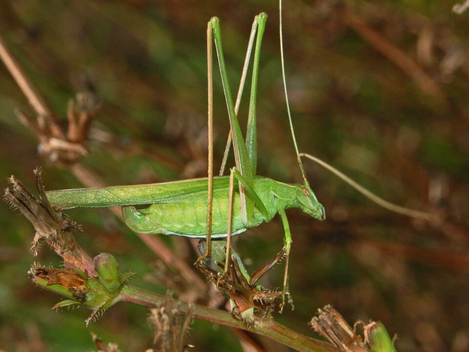 Photo of Lily bush-cricket