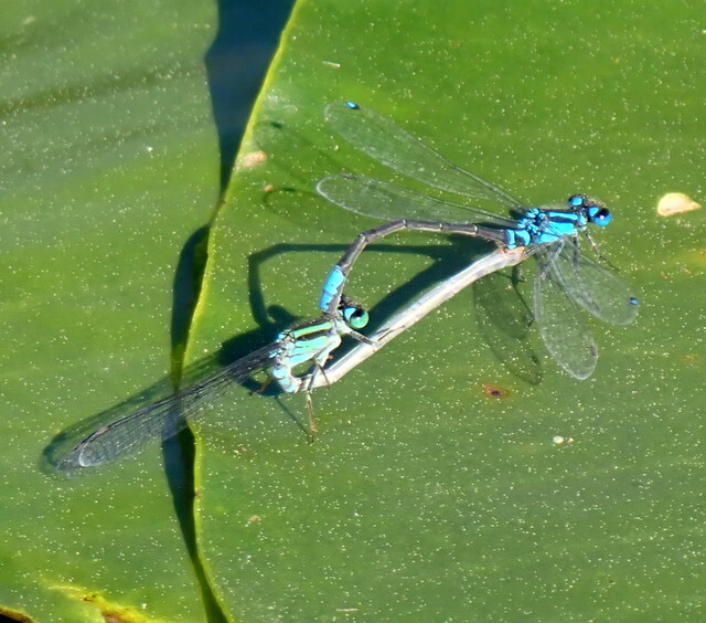Photo of Lilypad forktail