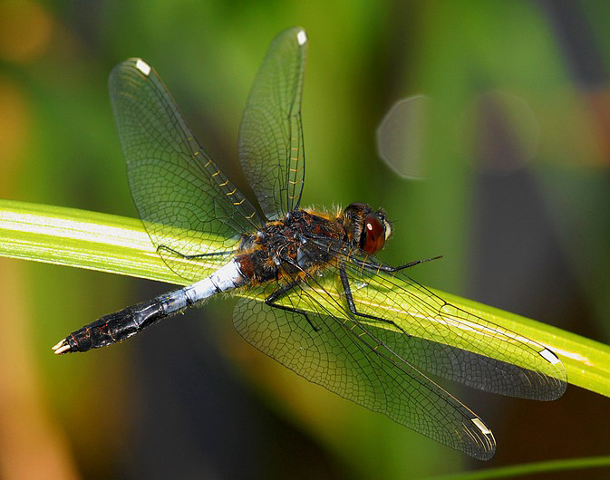 Photo of Lilypad whiteface