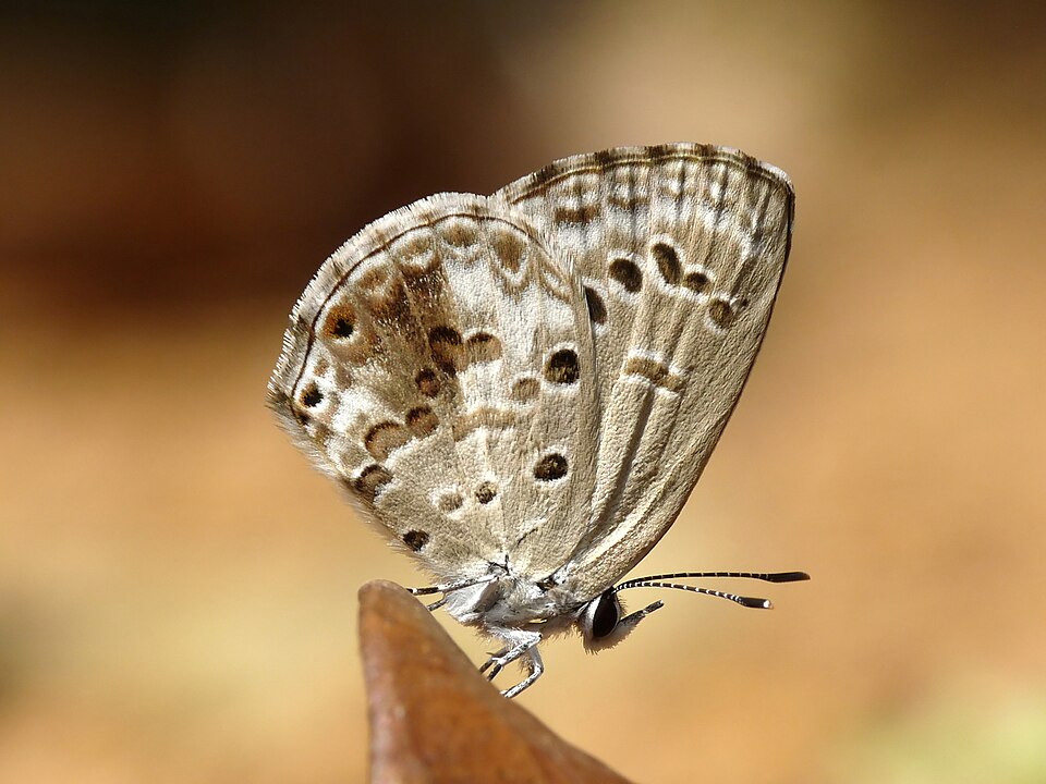 Photo of Lime blue