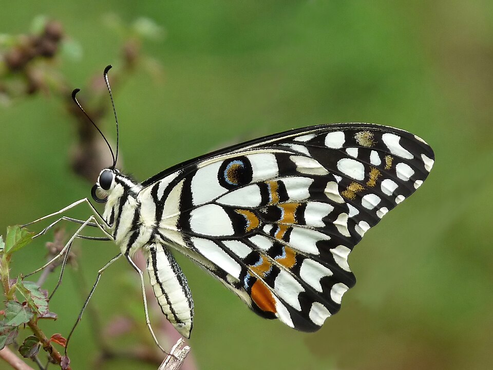 Photo of Lime butterfly