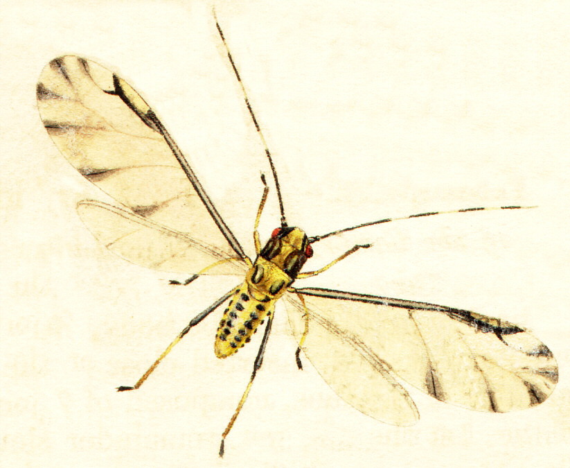 Photo of Lime leaf aphid