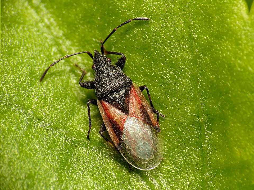 Photo of Lime seed bug