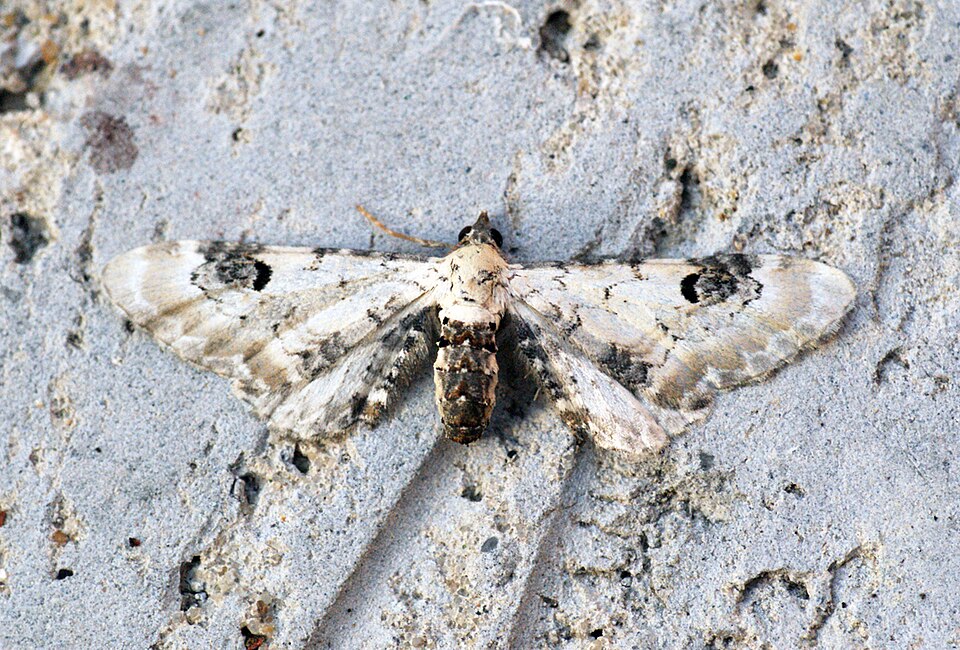 Photo of Lime-speck pug