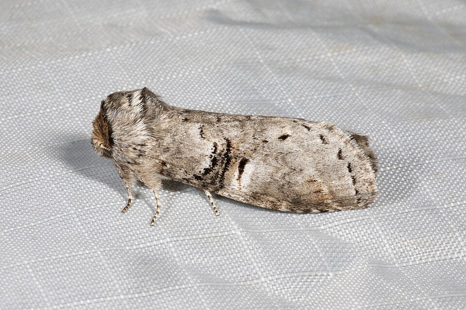 Photo of Linden prominent