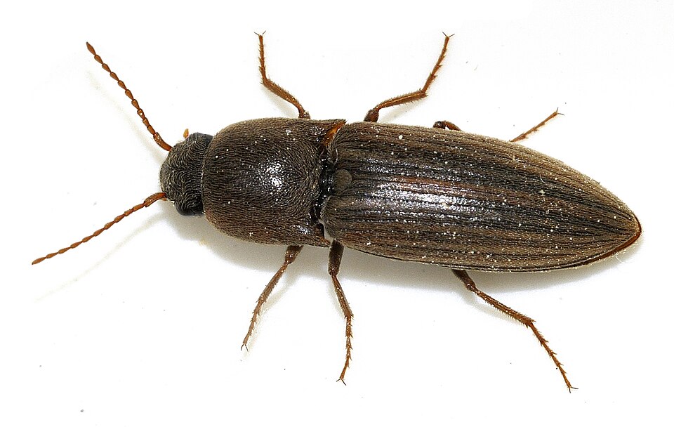 Photo of Lined click beetle