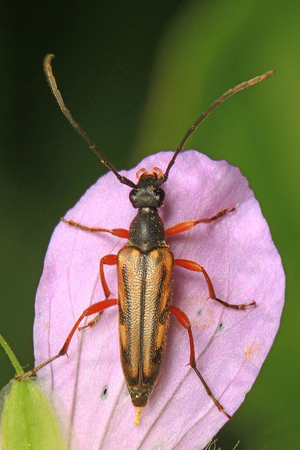 Photo of Lined longhorn beetle