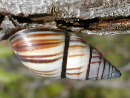 Photo of Lined treesnail