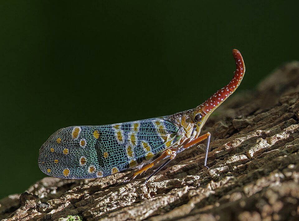 Photo of Litchi lantern bug