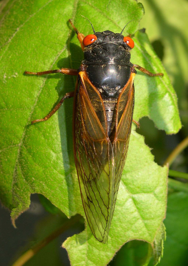 Photo of Little 17-year cicada