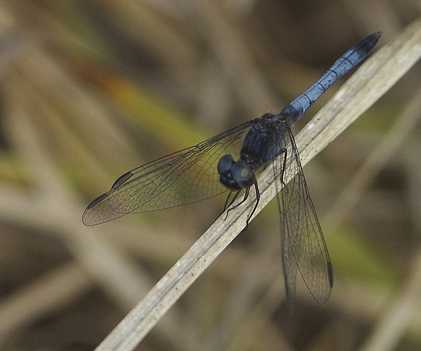 Photo of Little blue dragonlet