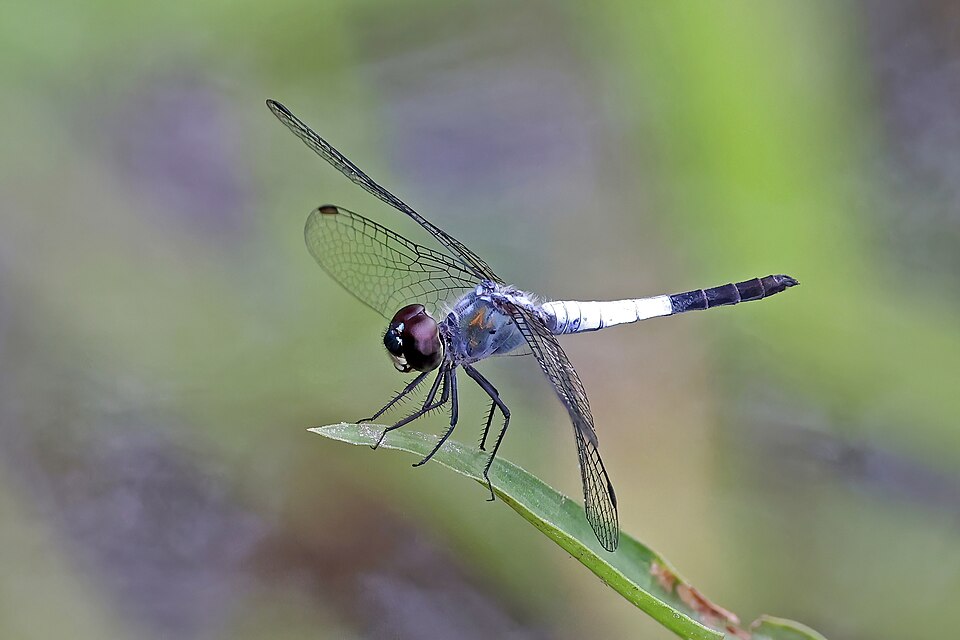 Photo of Little blue marsh hawk