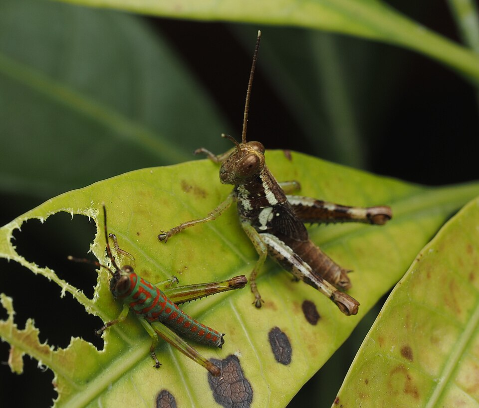 Photo of Little clown grasshopper