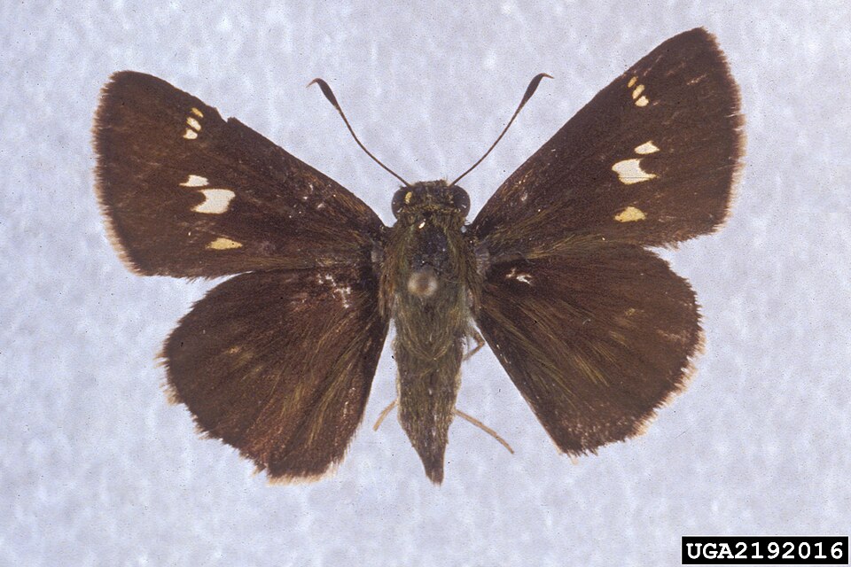 Photo of Little glassywing