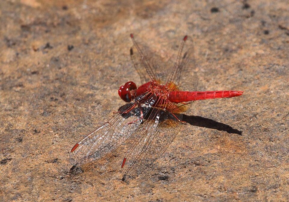 Photo of Little scarlet