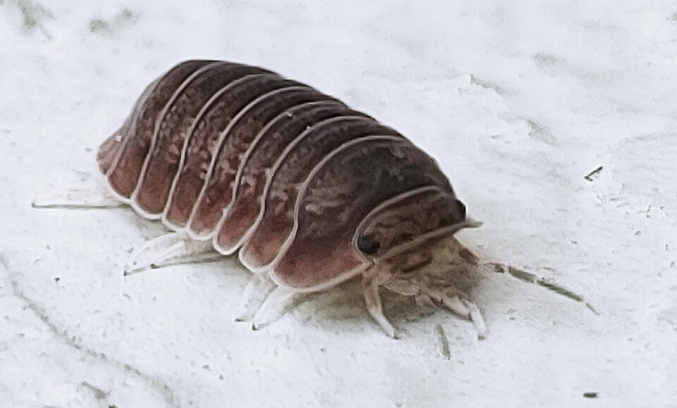 Photo of Little sea pill woodlouse