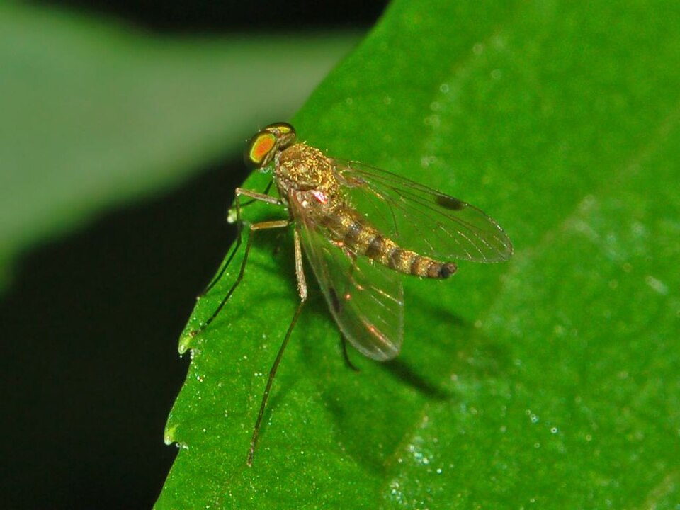 Photo of Little snipefly