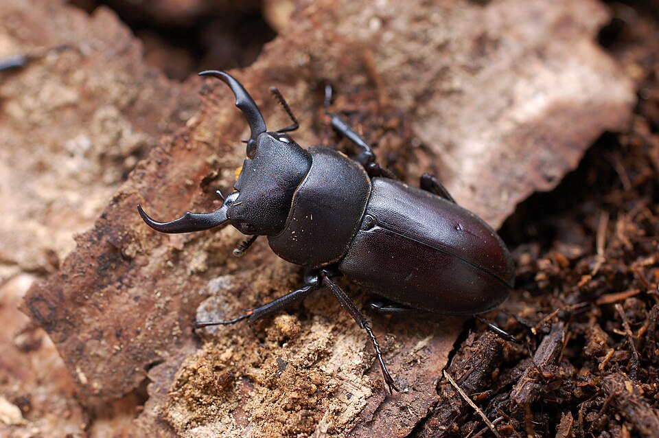 Photo of Little stag beetle