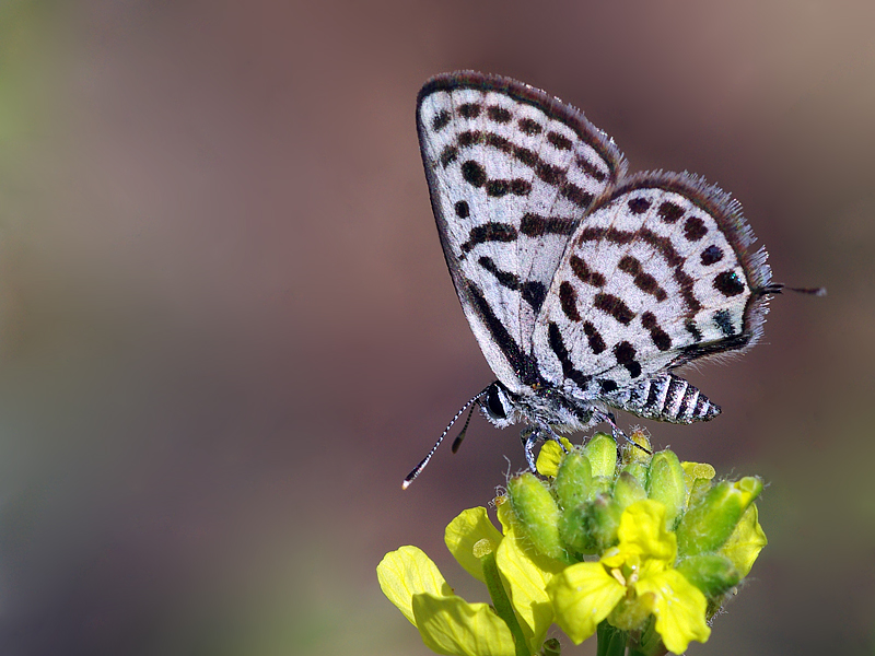 Photo of Little tiger blue
