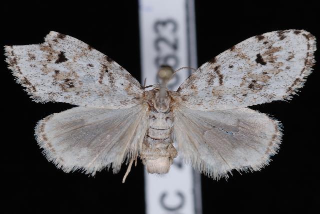 Photo of Little white lichen moth