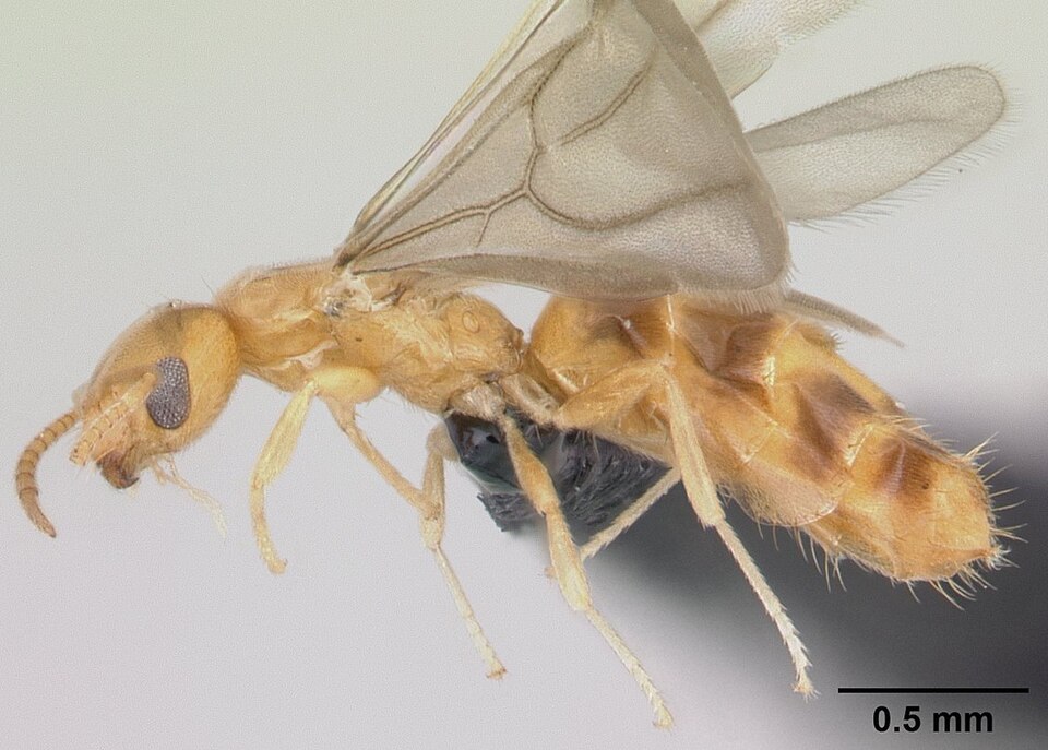 Photo of Little yellow ant