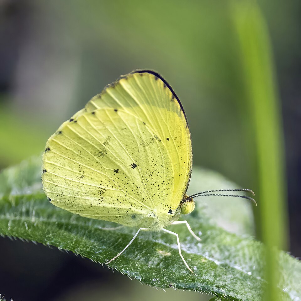 Photo of Little yellow