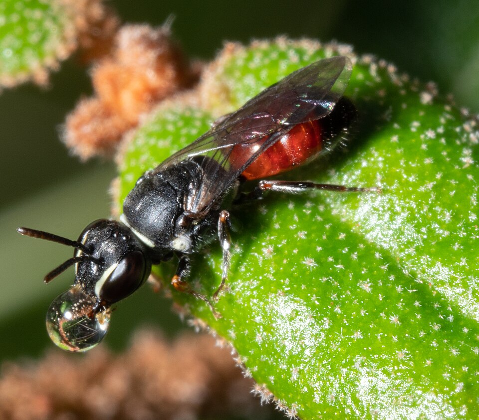 Photo of Littler's masked bee