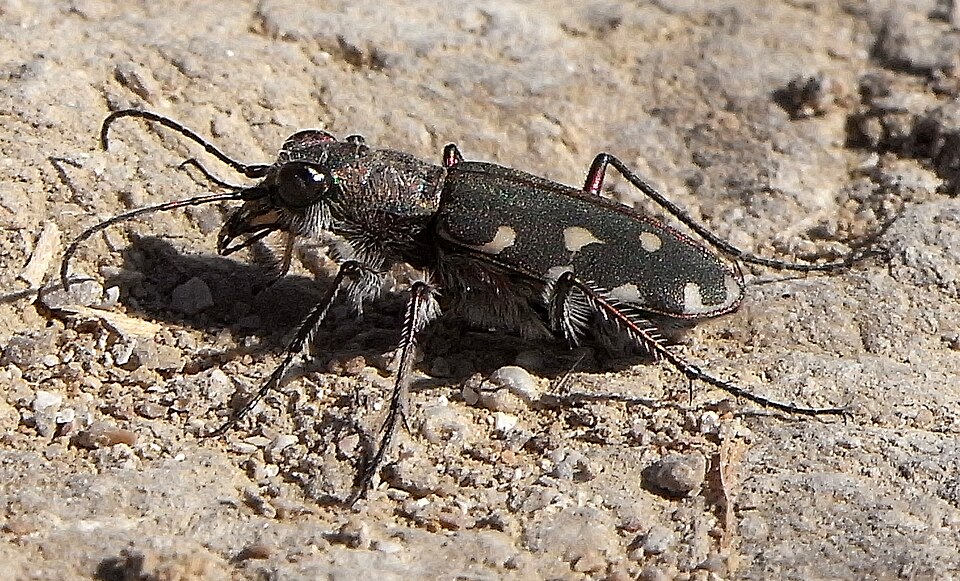 Photo of Littoral tiger beetle