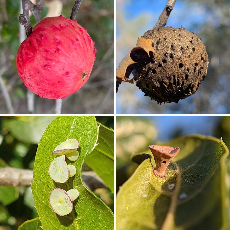 Photo of Live oak apple gall wasp