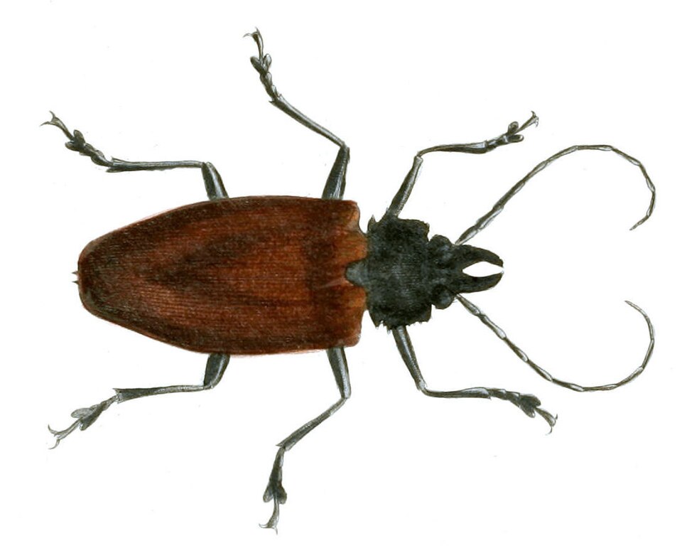 Photo of Live-oak root borer