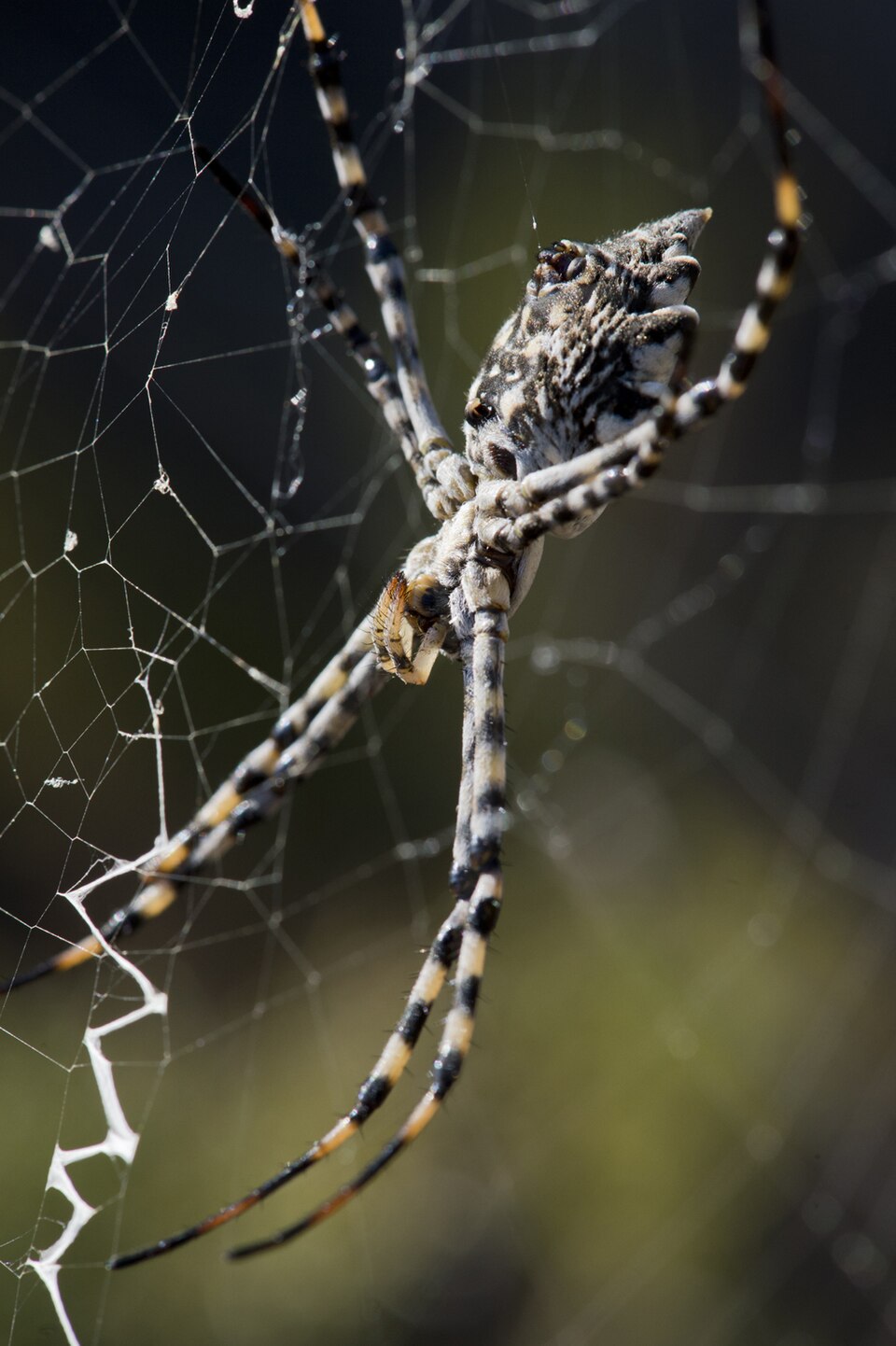 Photo of Lobed argiope