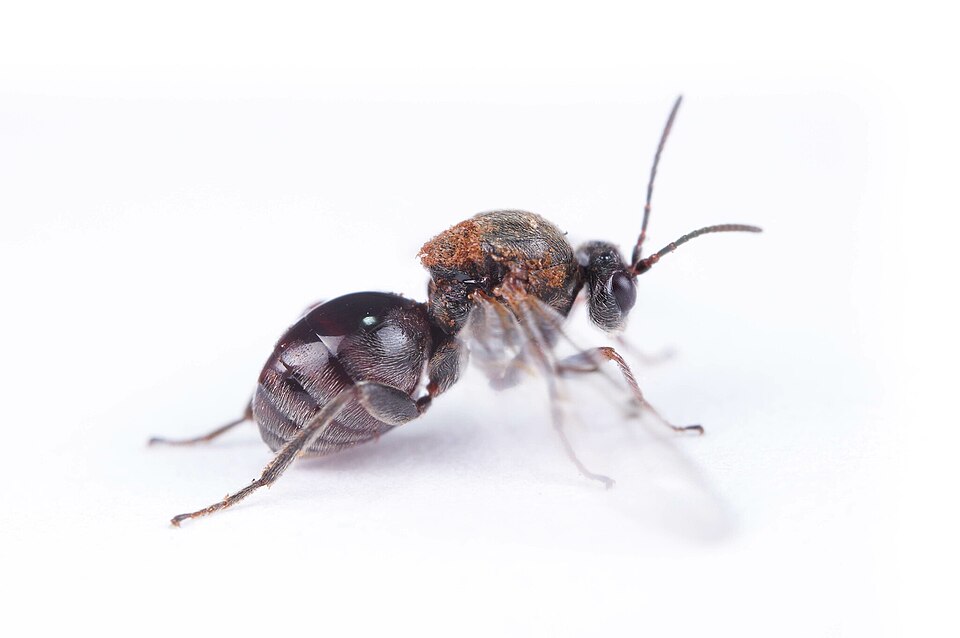 Photo of Lobed oak gall wasp