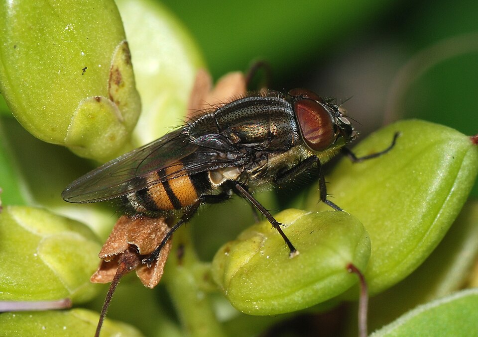 Photo of Locust blowfly