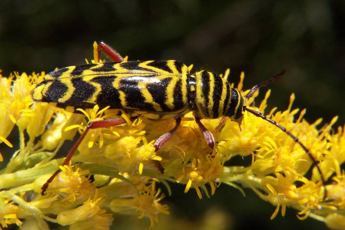 Photo of Locust borer
