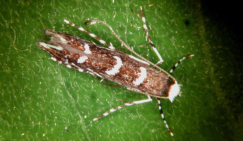 Photo of Locust digitate leafminer moth