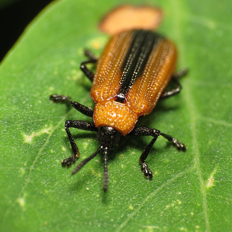 Photo of Locust leafminer