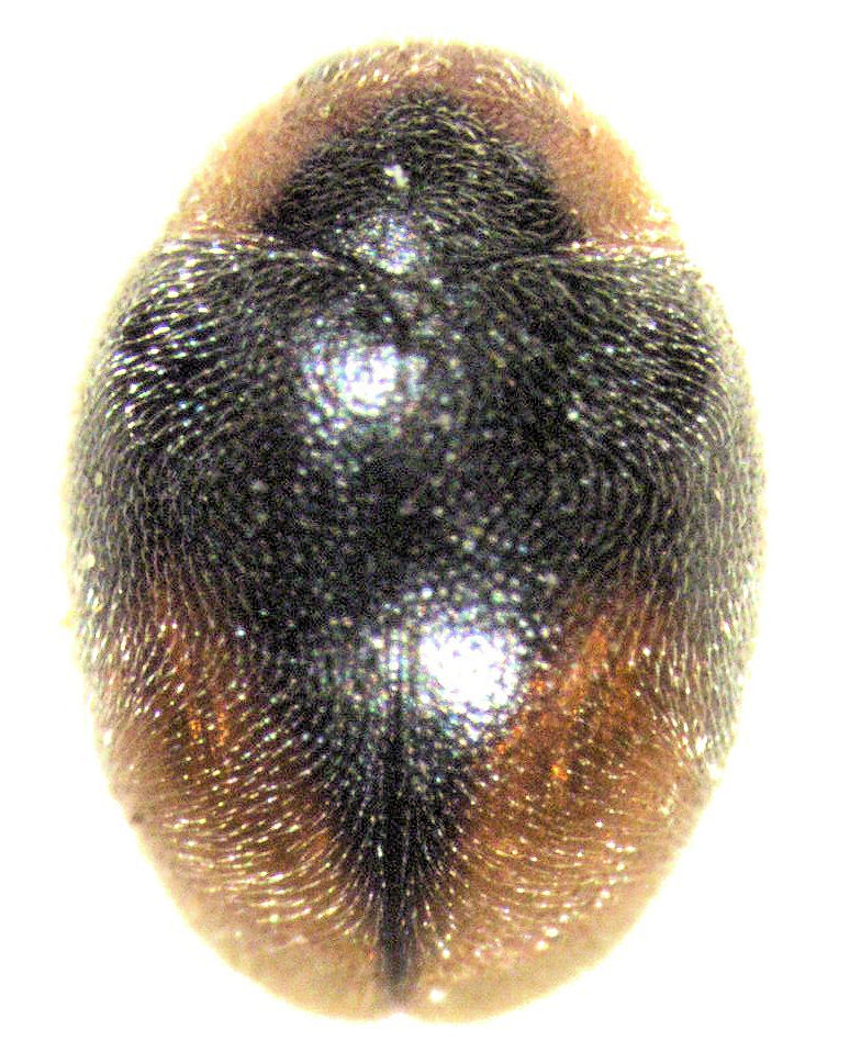 Photo of Loew's lady beetle