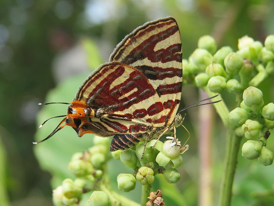 Photo of Long-banded silverline