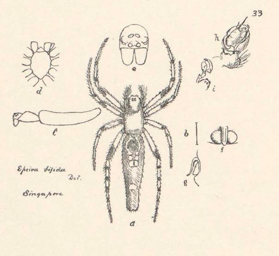 Photo of Long-bellied cyclosa spider