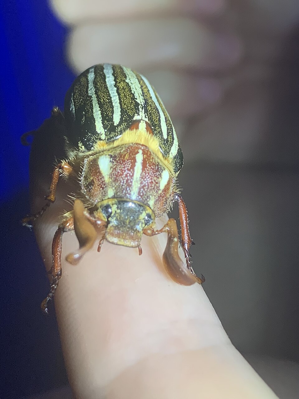 Photo of Long-haired June beetle