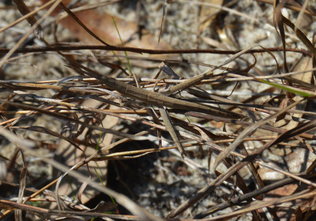 Photo of Long-headed toothpick grasshopper