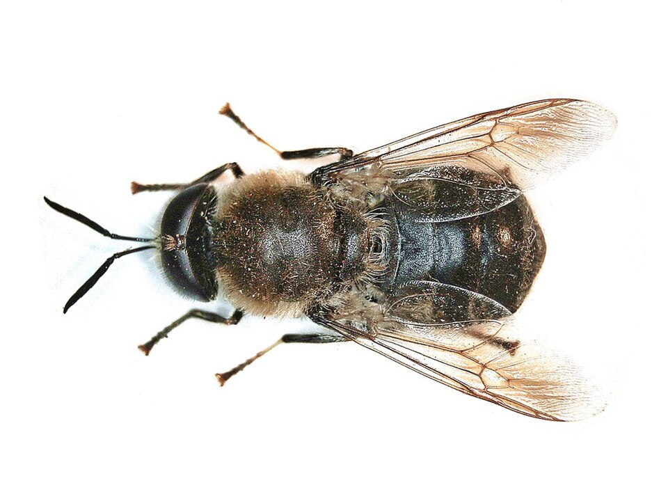 Photo of Long-horned general