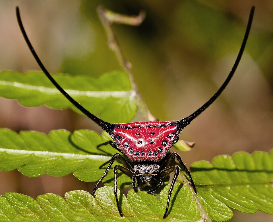 Photo of Long-horned orbweaver