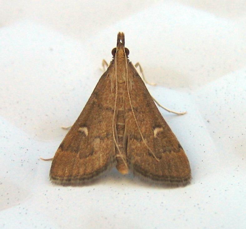 Photo of Long-legged china-mark