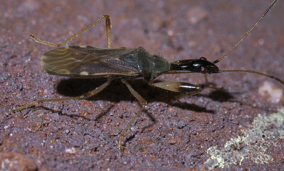 Photo of Long-necked seed bug