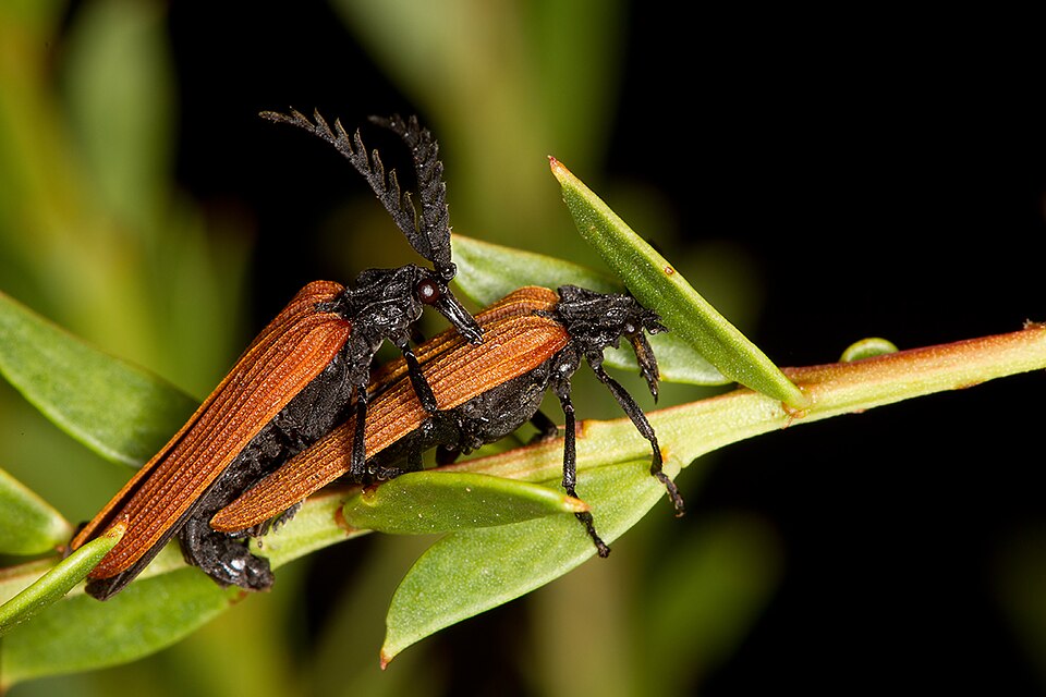 Photo of Long-nosed lycid beetle