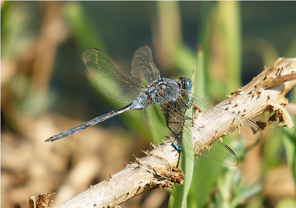 Photo of Long skimmer