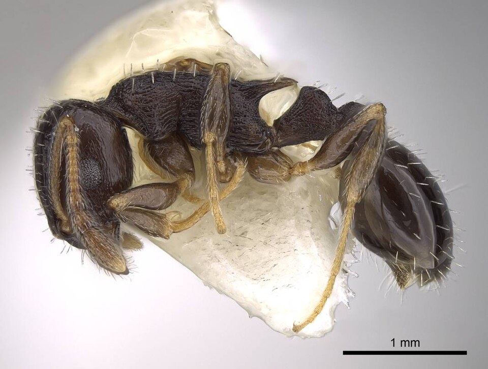Photo of Long-spined acorn ant